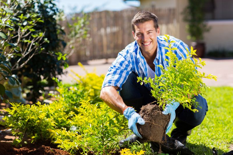 Bougainvillea Planting