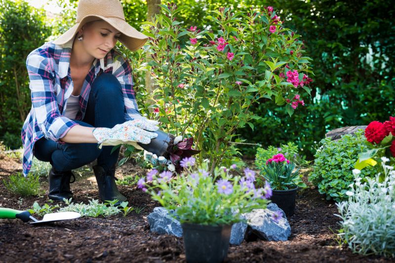 Bougainvillea Planting