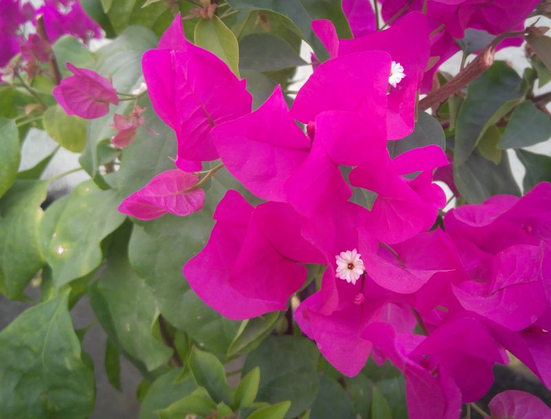 Bougainvillea Planting