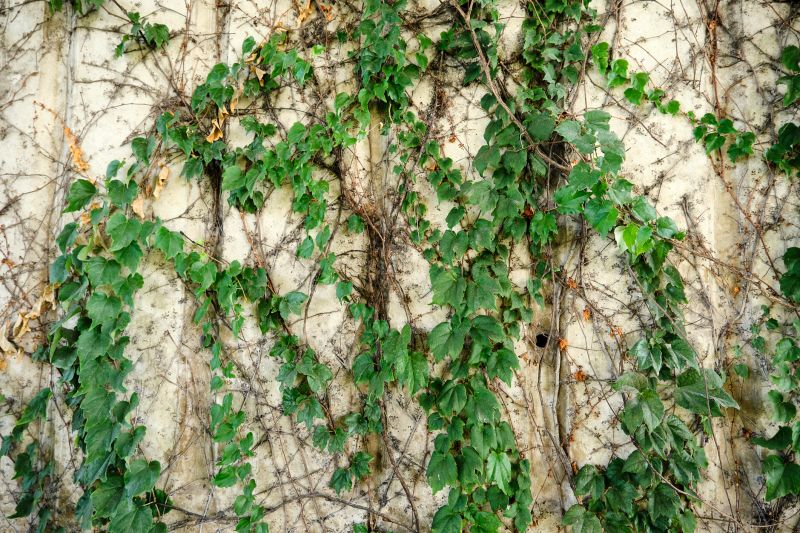 Climbing Bougainvillea on Walls