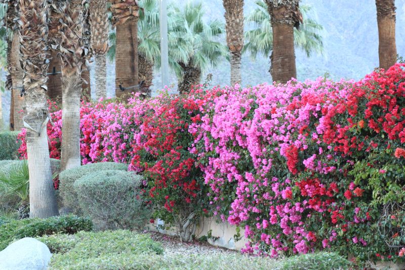 Bougainvillea in Garden Settings