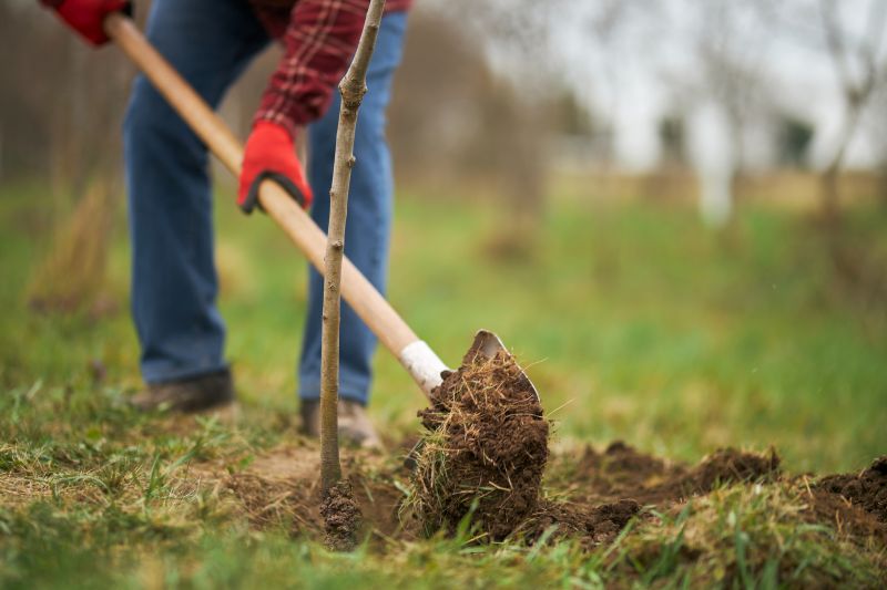 Privacy Trees Planting in Honolulu, HI