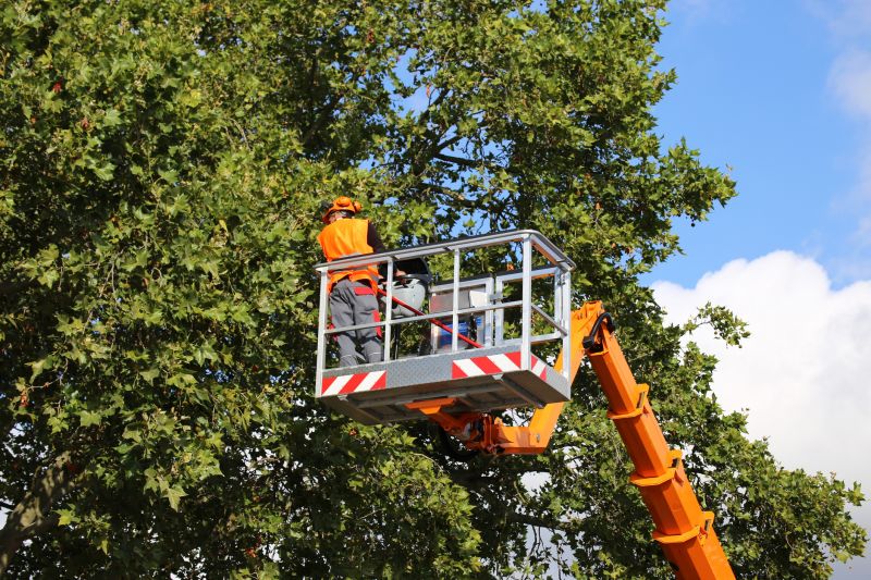 Tree Straightening Service in Reno, NV