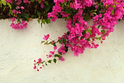 Add a Vibrant Touch To Your Landscaping!